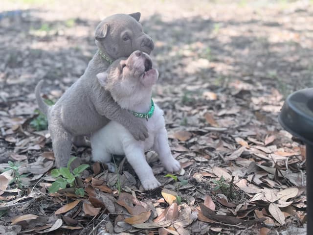 Chinese Shar-Pei Puppies media 11