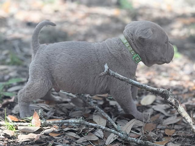 Chinese Shar-Pei Puppies media 12