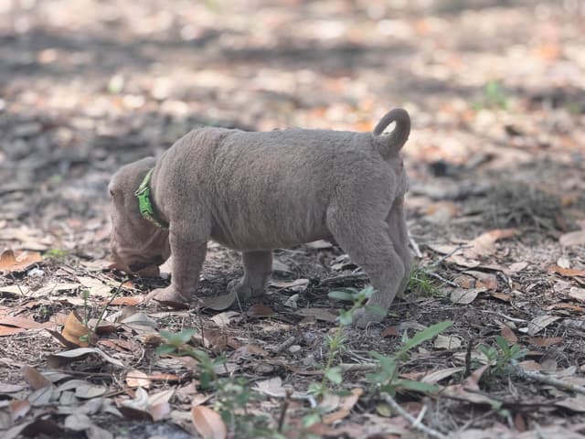 Chinese Shar-Pei Puppies media 14