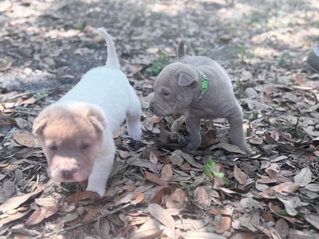 Chinese Shar-Pei Puppies media 8
