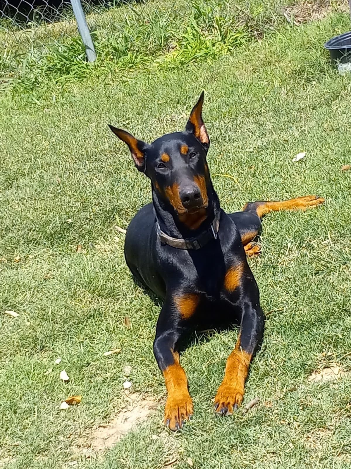 Doberman Pinscher Puppies breeder image 1