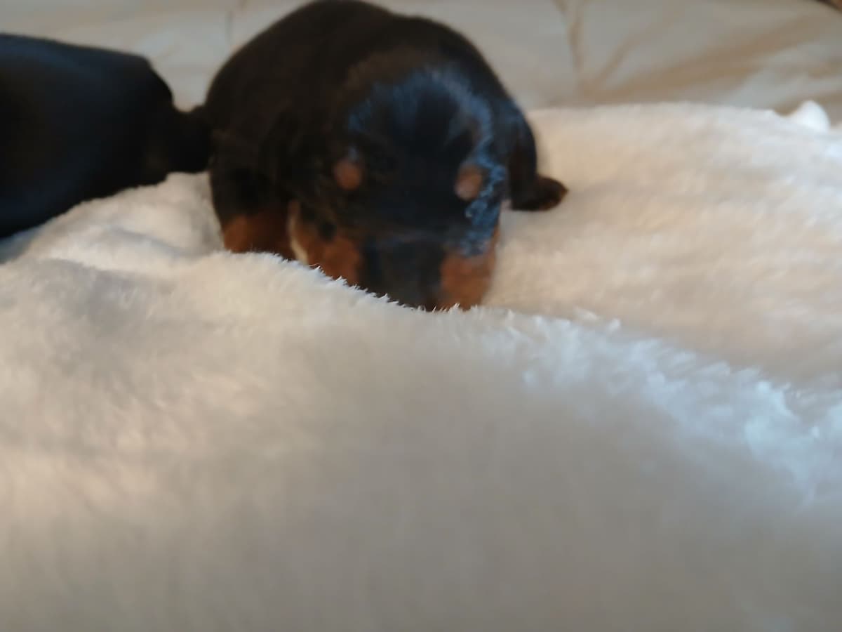 Doberman Pinscher Puppies breeder image 2