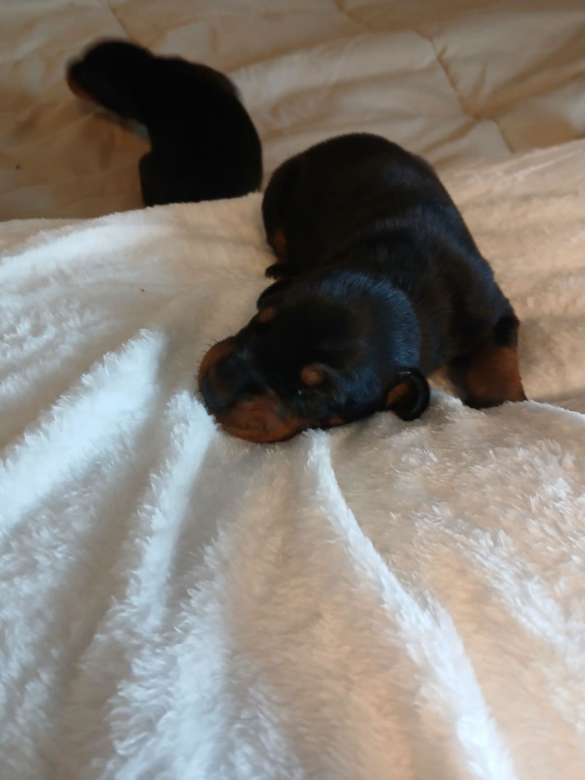 Doberman Pinscher Puppies breeder image 3
