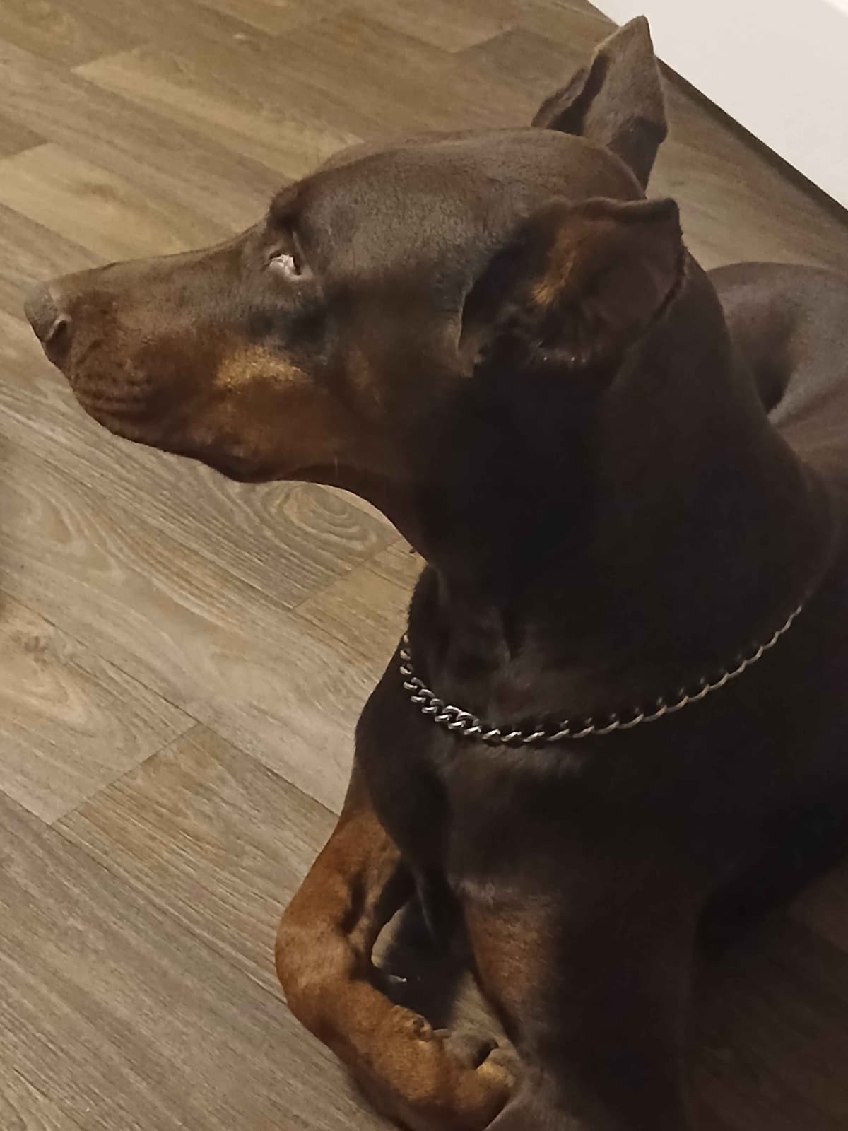Doberman Pinscher Puppies breeder image 4