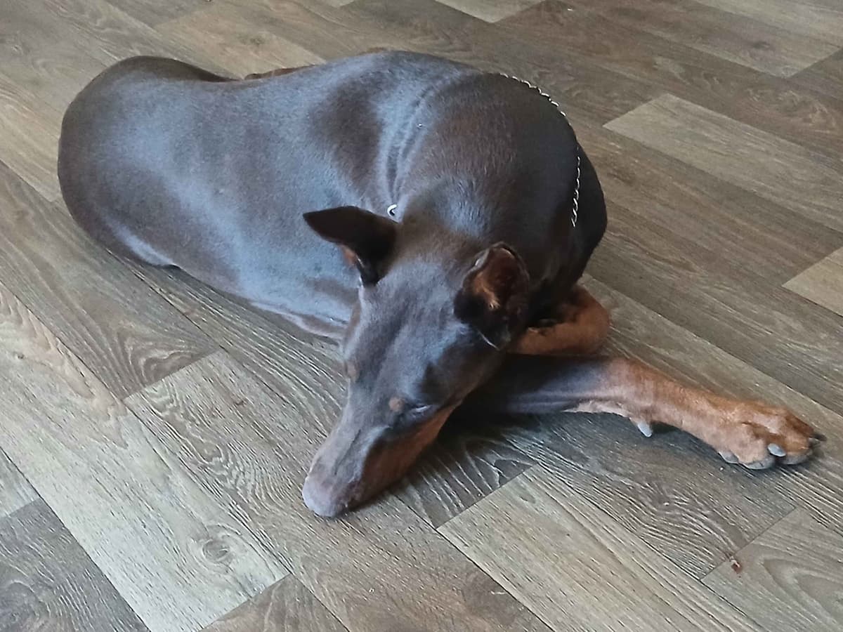 Doberman Pinscher Puppies breeder image 6