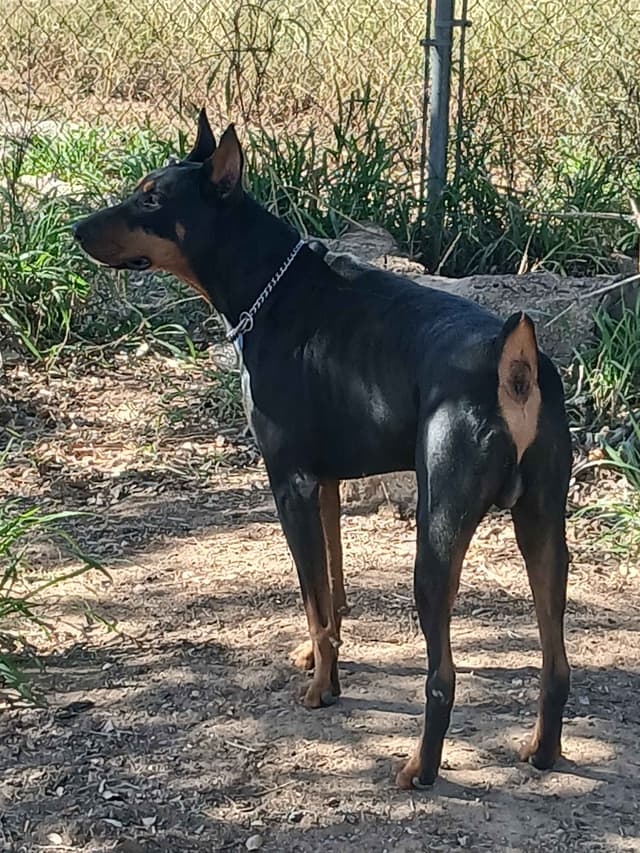 Doberman Pinscher Puppies media 3