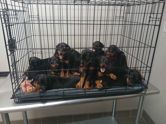 Doberman Pinscher Puppies media 4