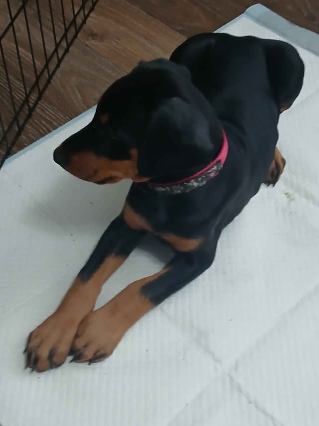 Doberman Pinscher Puppies media 5