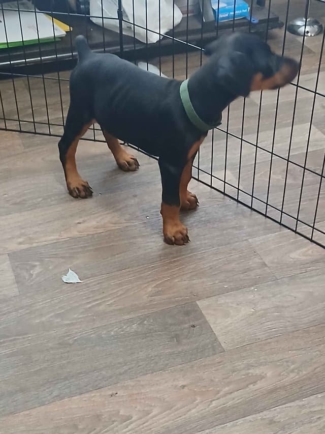 Doberman Pinscher Puppies media 6