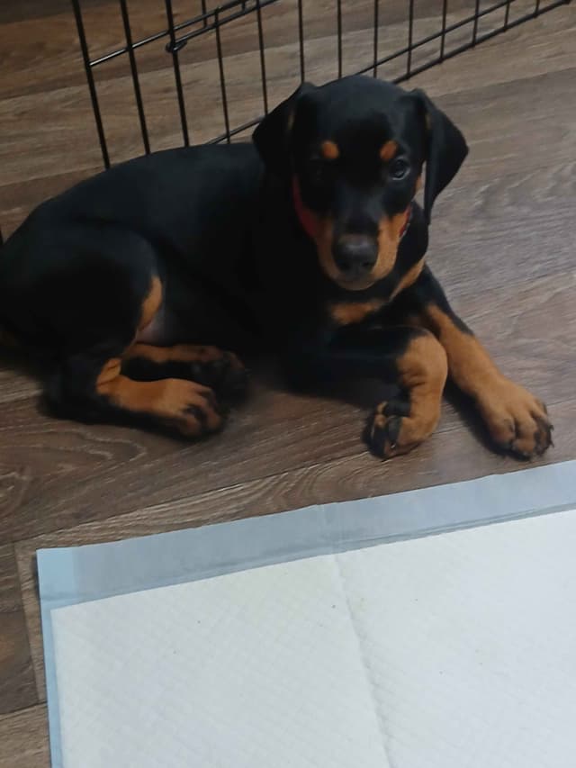 Doberman Pinscher Puppies media 7