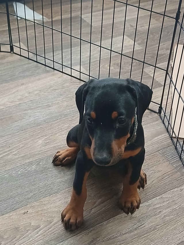 Doberman Pinscher Puppies media 8