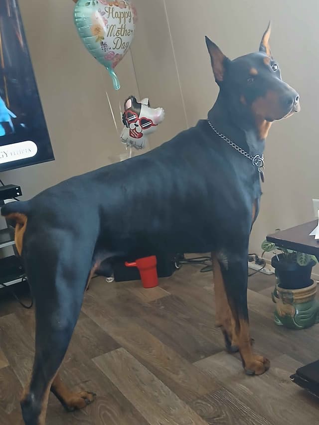 Doberman Pinscher Puppies media 2