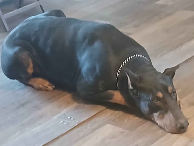 Doberman Pinscher Puppies media 3