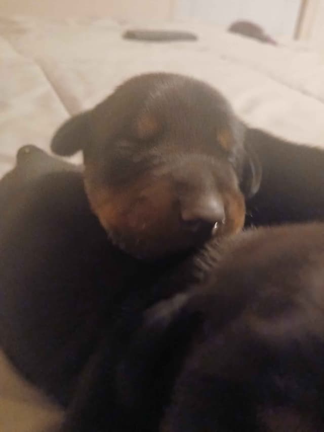 Doberman Pinscher Puppies media 5