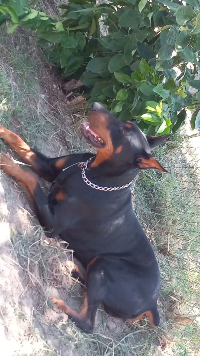 Doberman Pinscher Puppies media 4