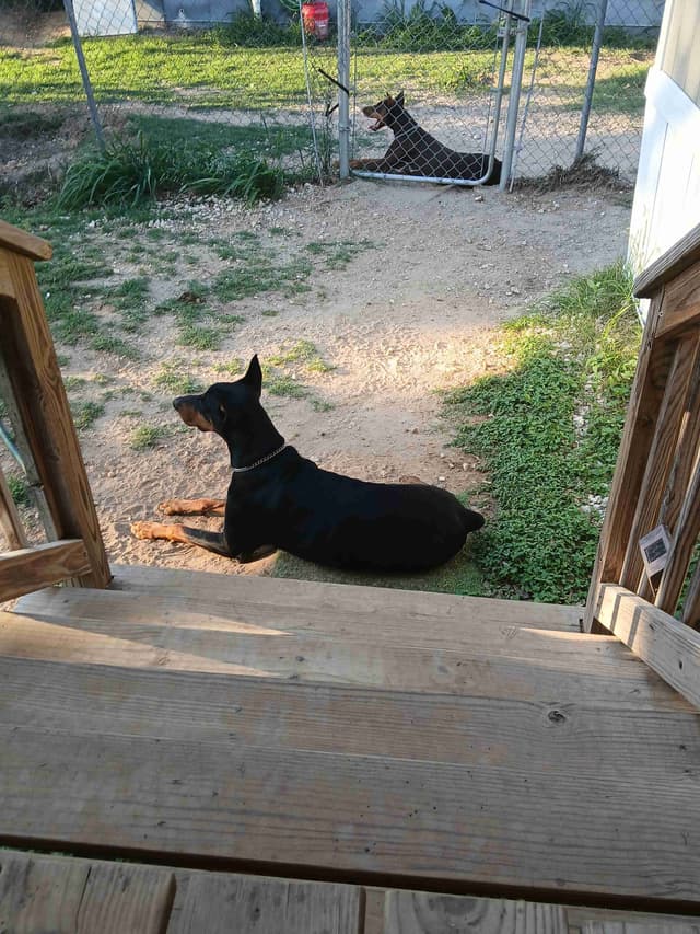 Doberman Pinscher Puppies media 7