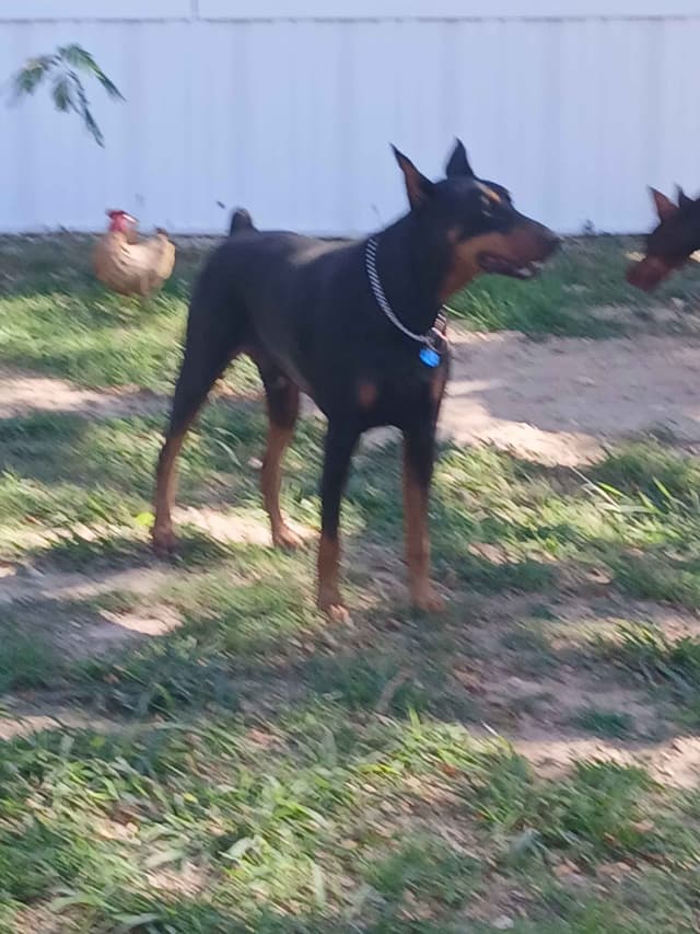 Doberman Pinscher Puppies media 8
