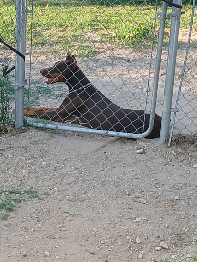 Doberman Pinscher Puppies media 10