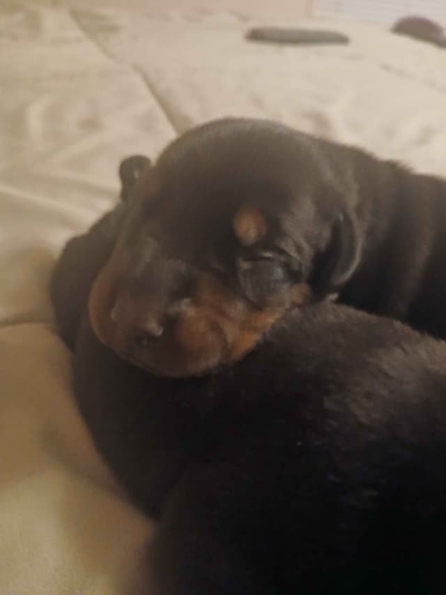 Doberman Pinscher Puppies media 11