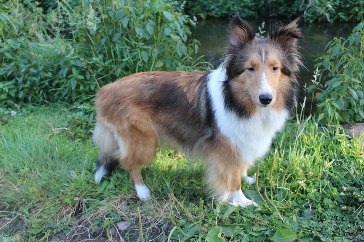 Shetland Sheepdog Puppies breeder image 1