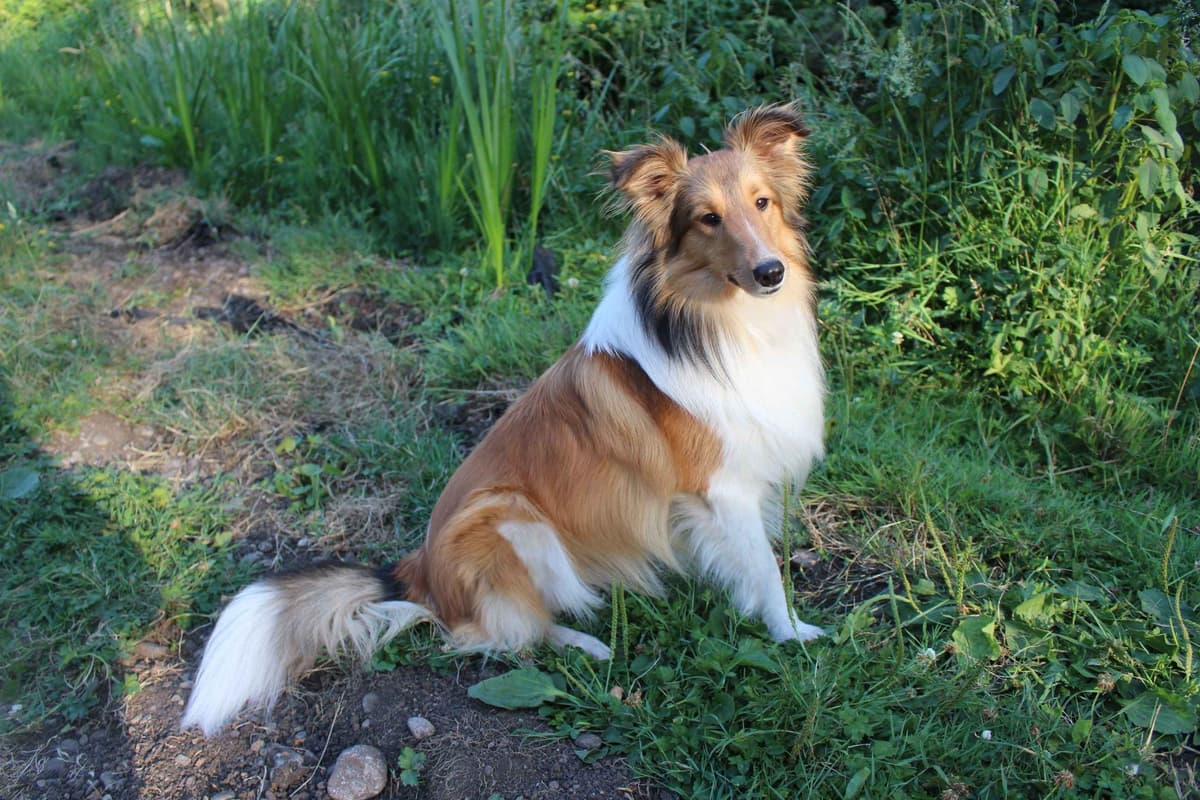 Shetland Sheepdog Puppies breeder image 2
