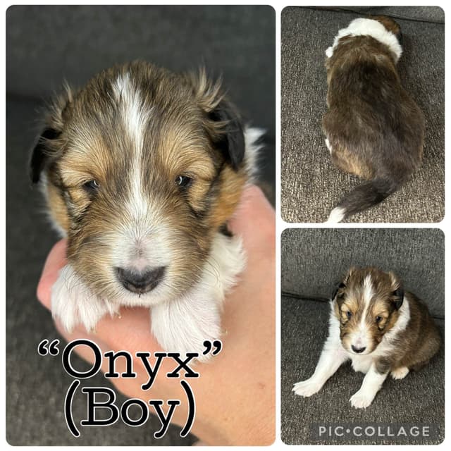 Shetland Sheepdog Puppies media 2