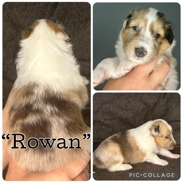 Shetland Sheepdog Puppies media 3