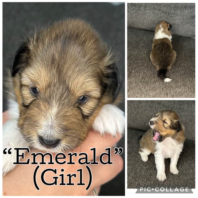 Shetland Sheepdog Puppies media 4