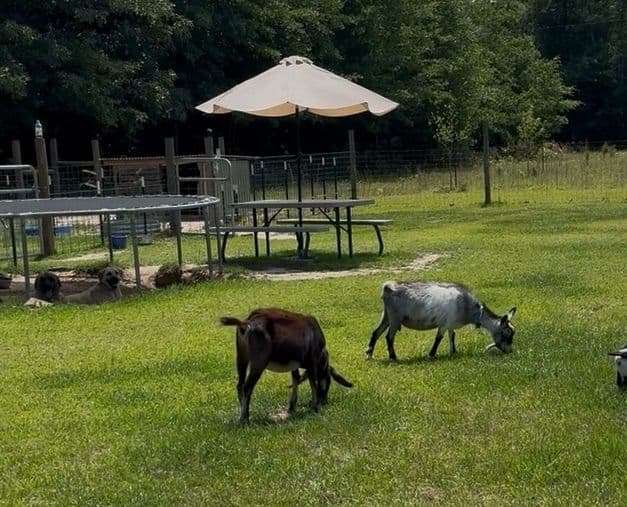 Anatolian Shepherd Dog Puppies breeder image 1