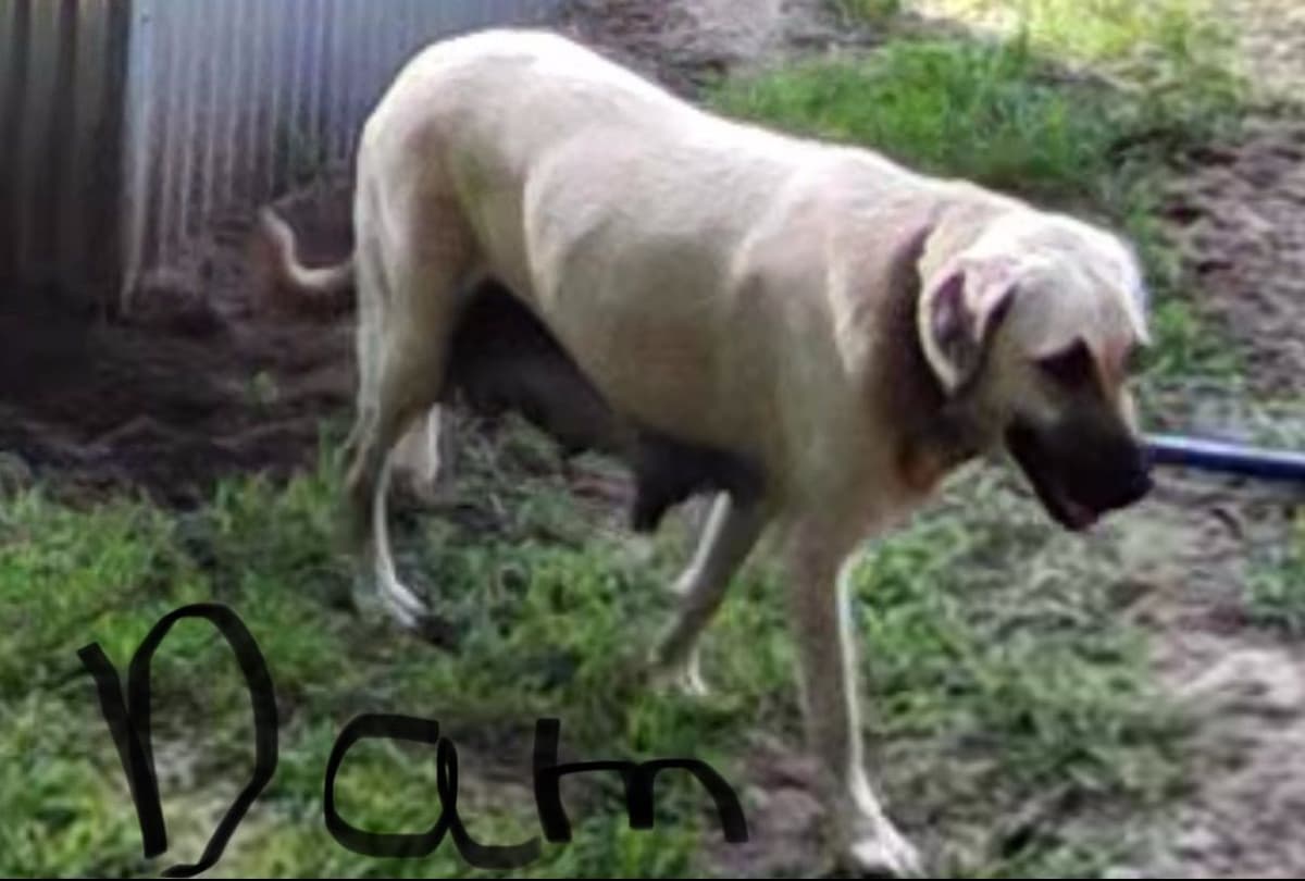 Anatolian Shepherd Dog Puppies breeder image 2