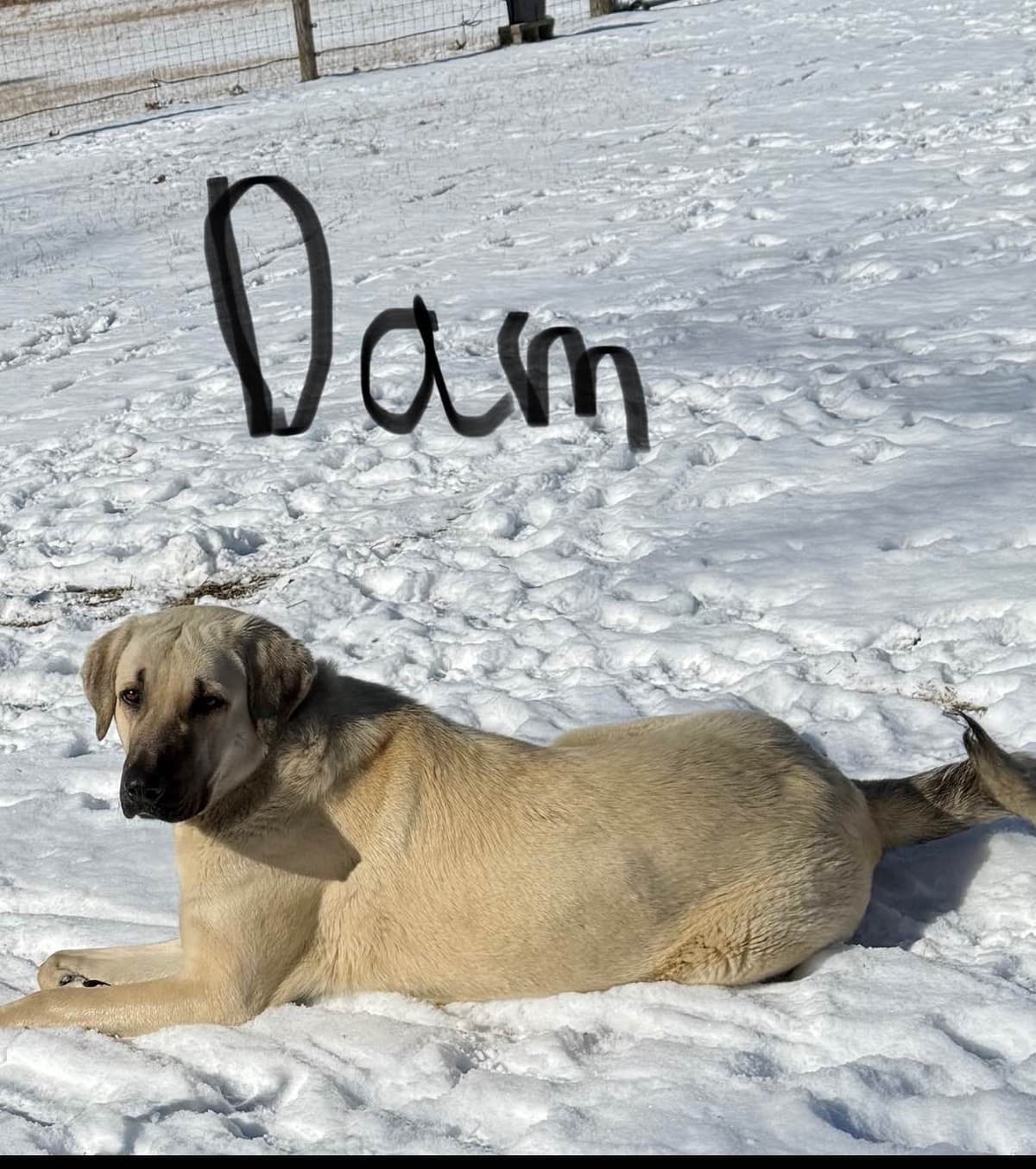 Anatolian Shepherd Dog Puppies breeder image 3