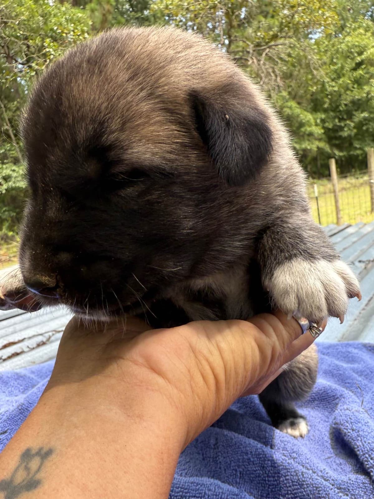 Anatolian Shepherd Dog Puppies breeder image 7