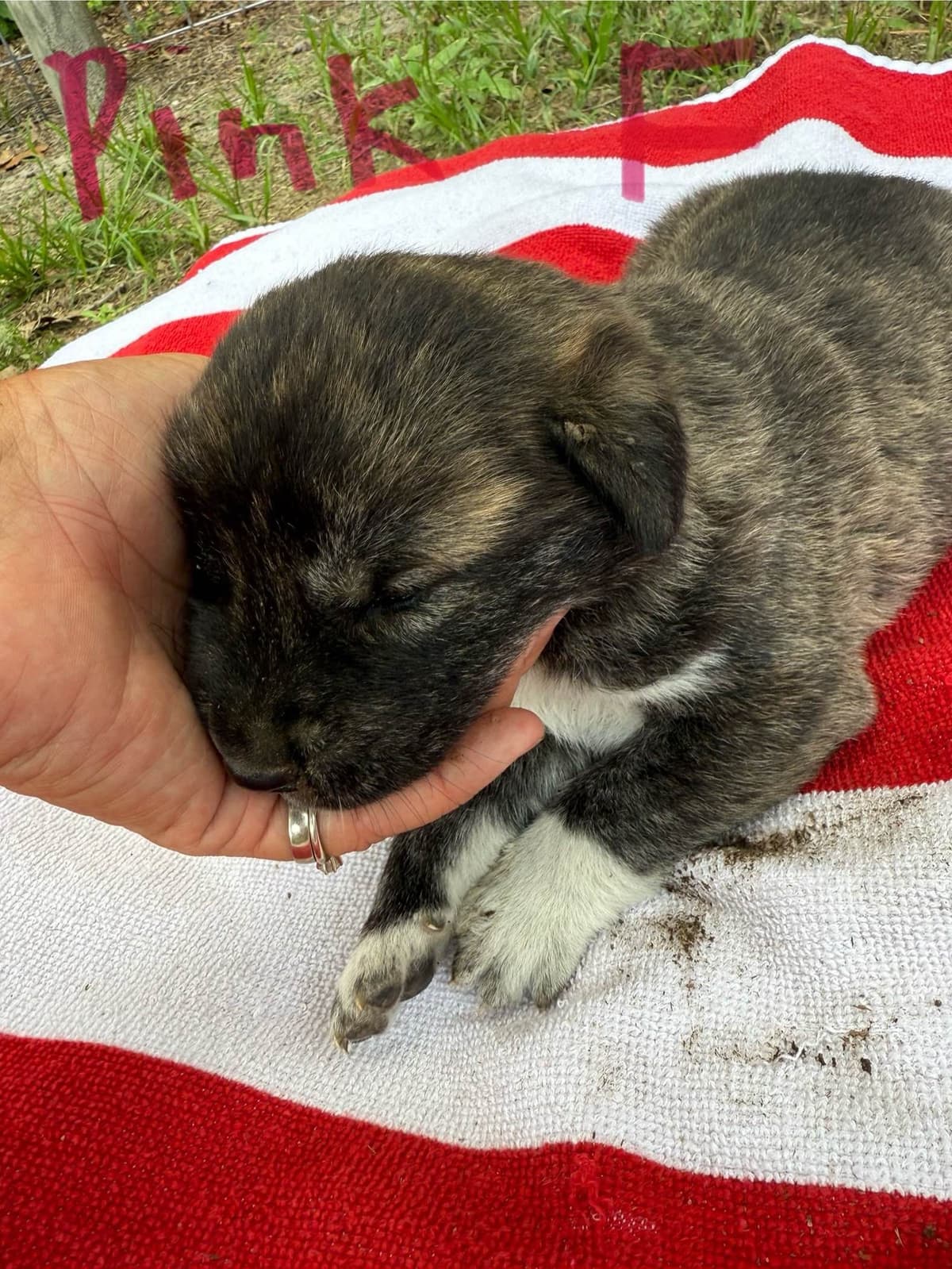 Anatolian Shepherd Dog Puppies breeder image 9