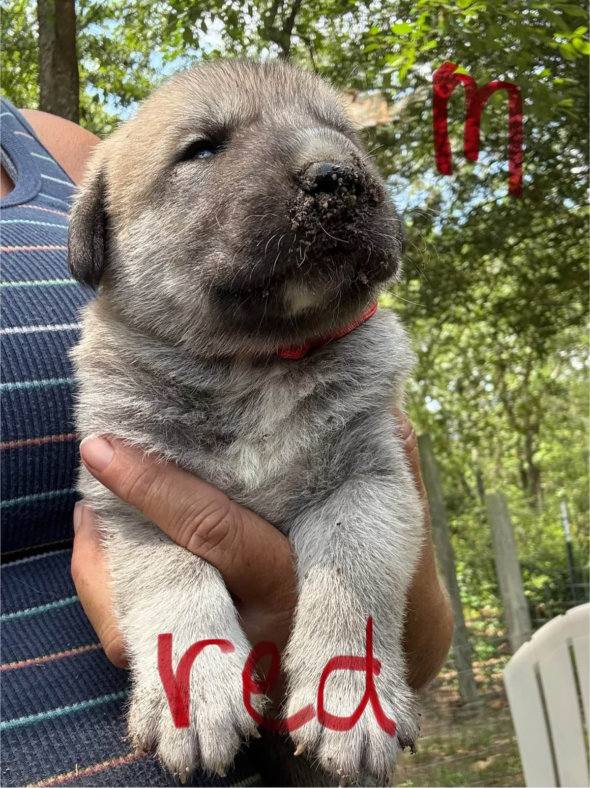 Anatolian Shepherd Dog Puppies breeder image 10