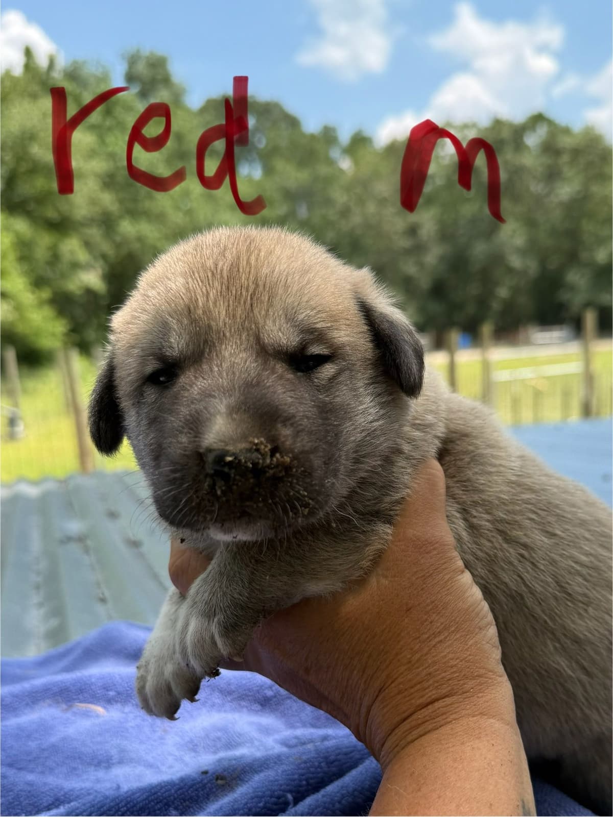 Anatolian Shepherd Dog Puppies breeder image 11