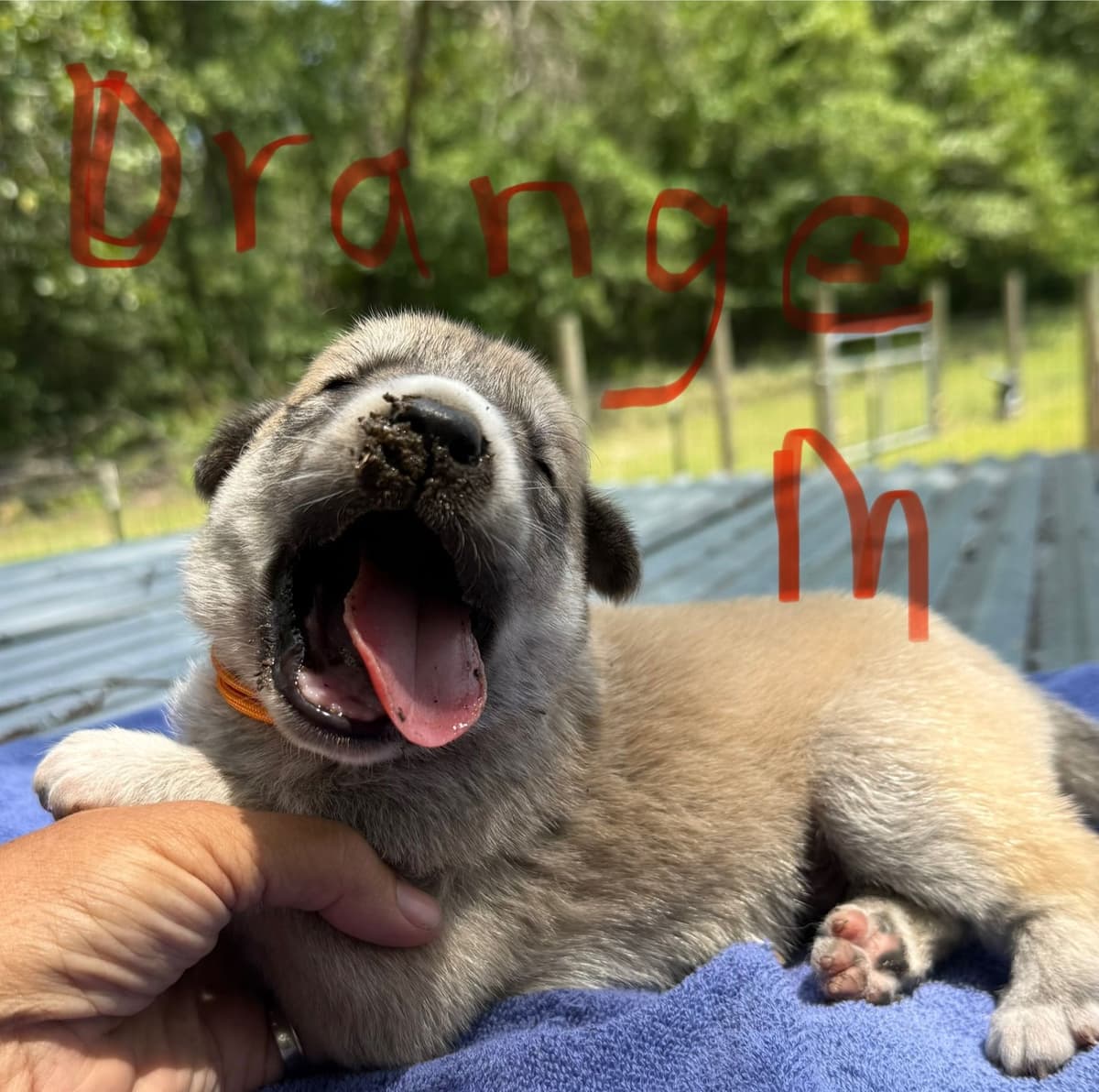 Anatolian Shepherd Dog Puppies breeder image 13