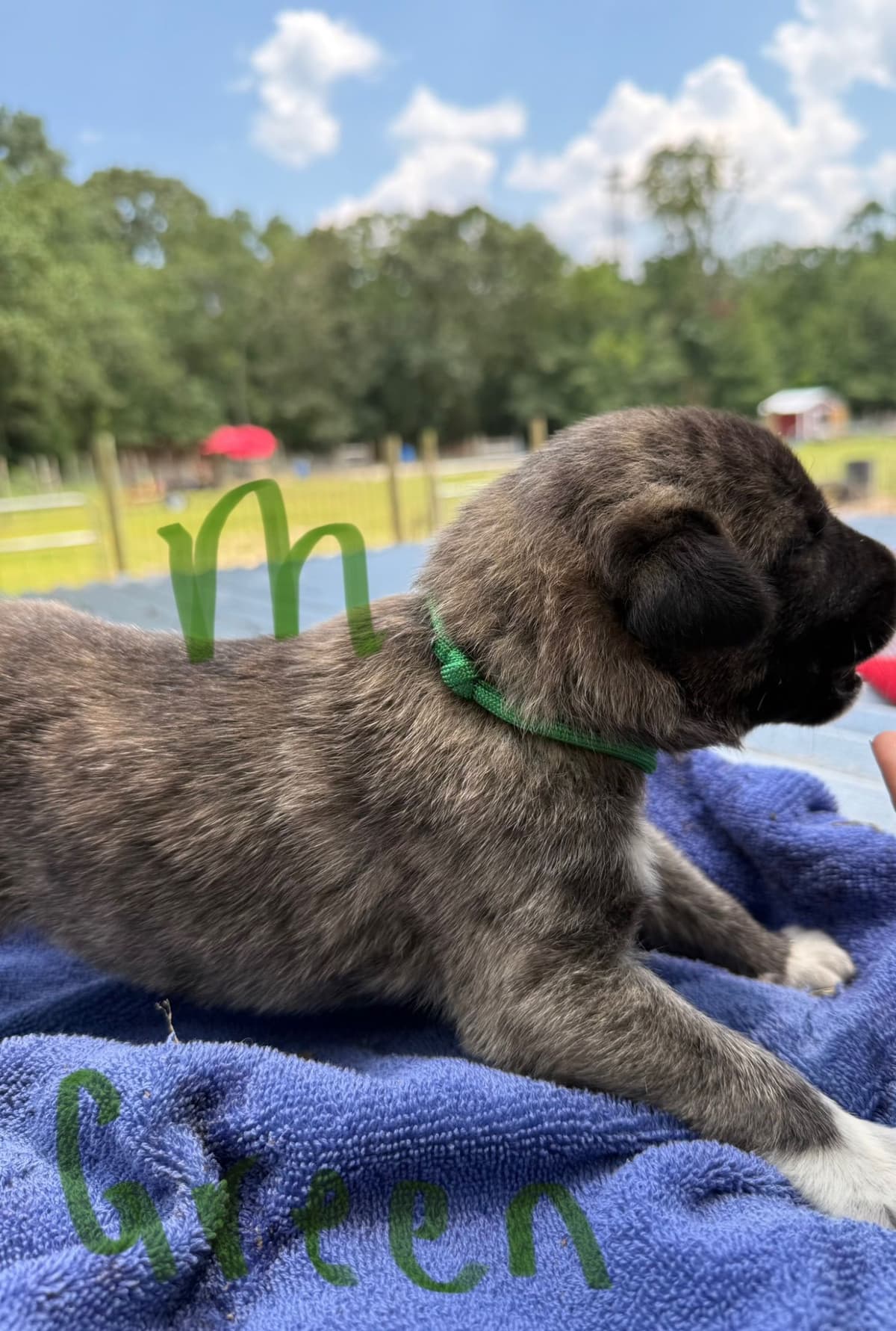 Anatolian Shepherd Dog Puppies breeder image 15