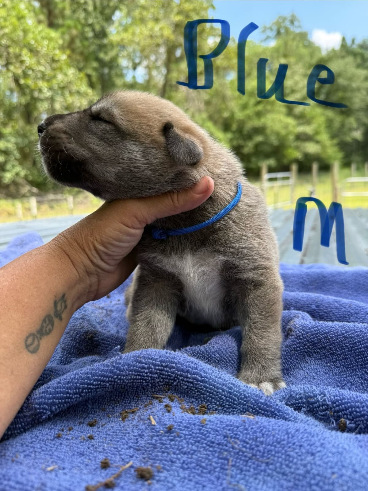 Anatolian Shepherd Dog Puppies breeder image 16