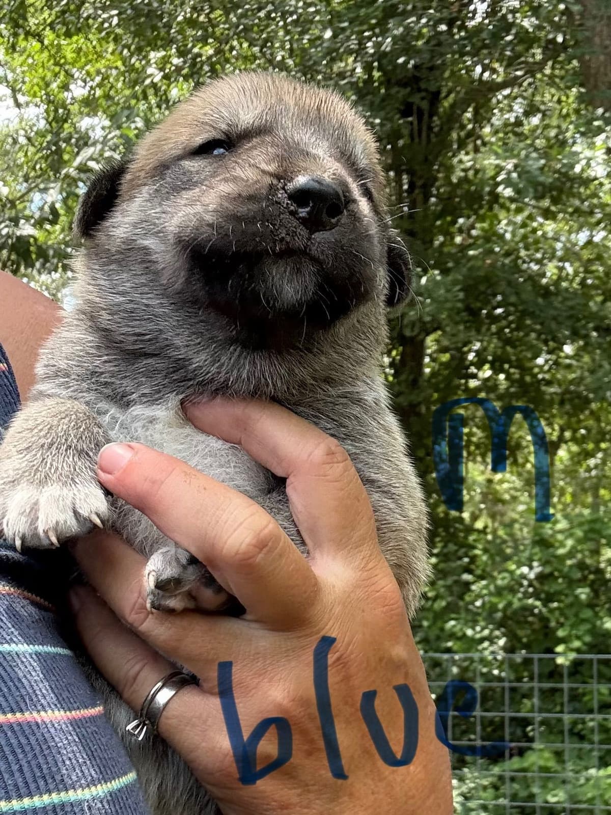 Anatolian Shepherd Dog Puppies breeder image 17