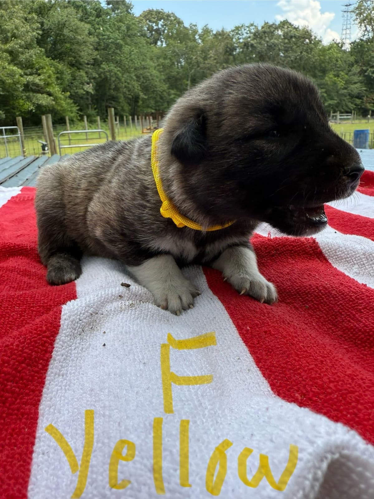 Anatolian Shepherd Dog Puppies breeder image 18