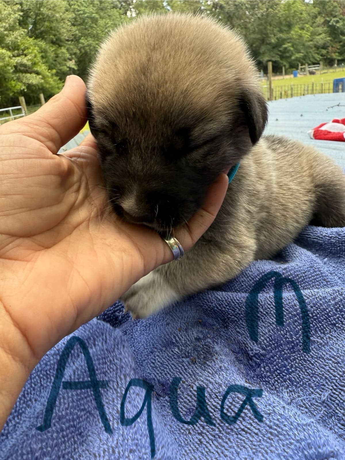 Anatolian Shepherd Dog Puppies breeder image 19