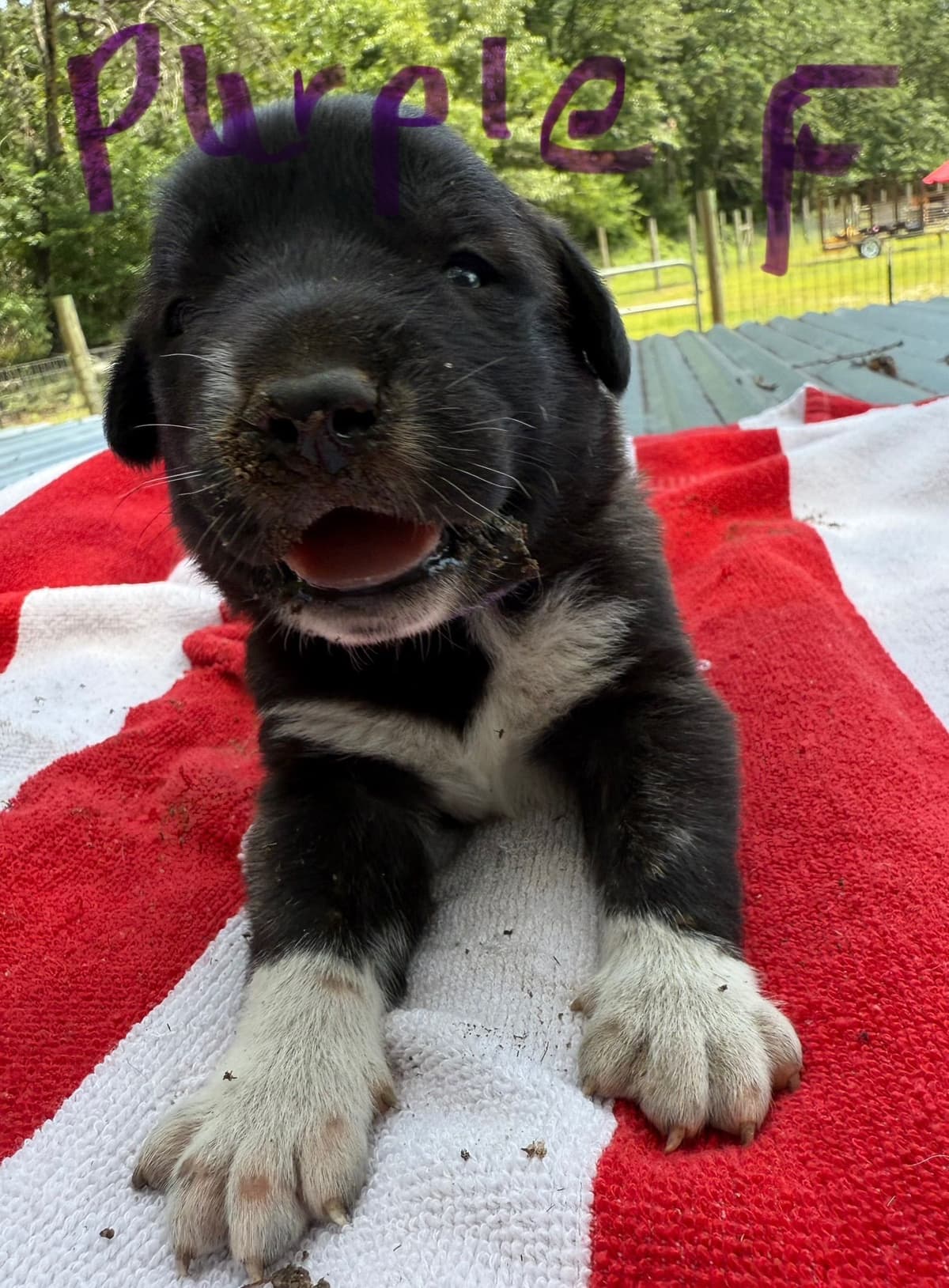 Anatolian Shepherd Dog Puppies breeder image 20