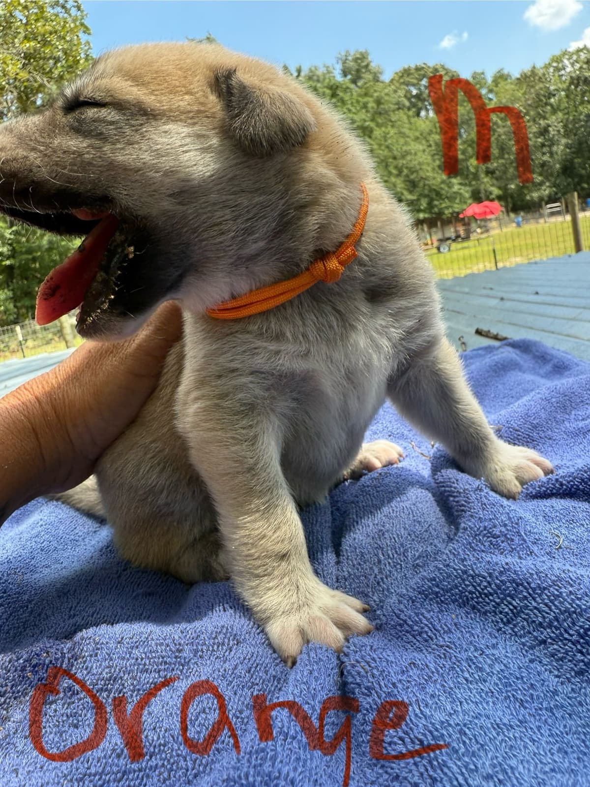 Anatolian Shepherd Dog Puppies breeder image 24
