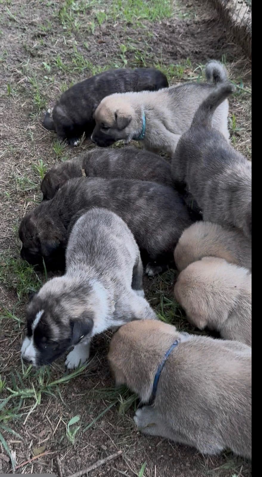 Anatolian Shepherd Dog Puppies breeder image 5