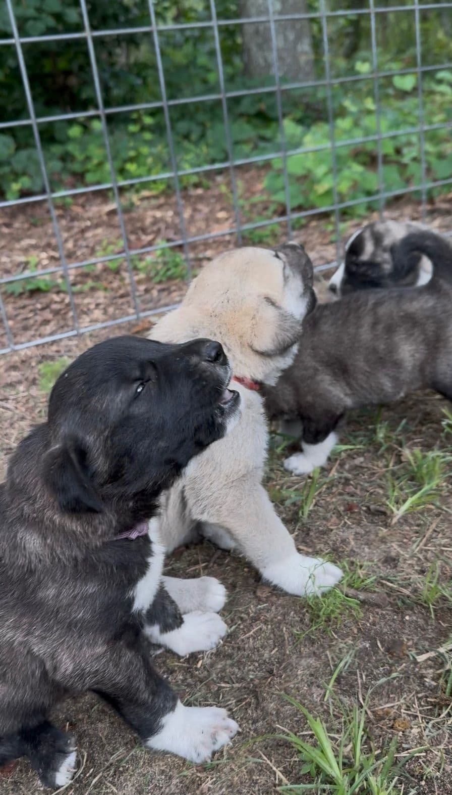 Anatolian Shepherd Dog Puppies breeder image 6