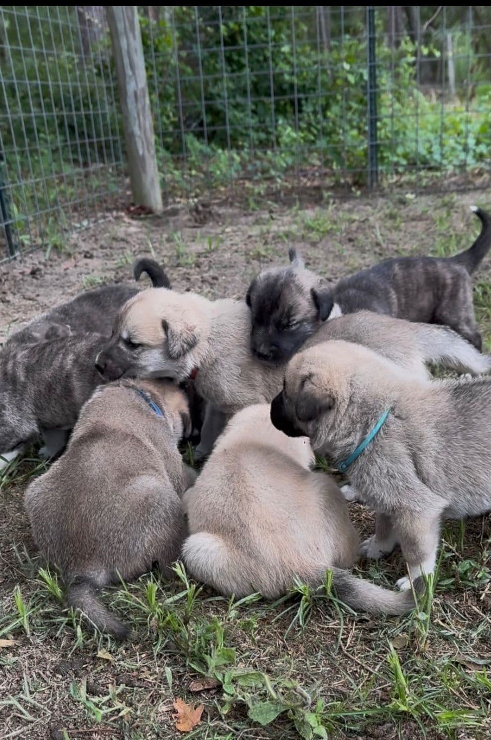 Anatolian Shepherd Dog Puppies breeder image 26