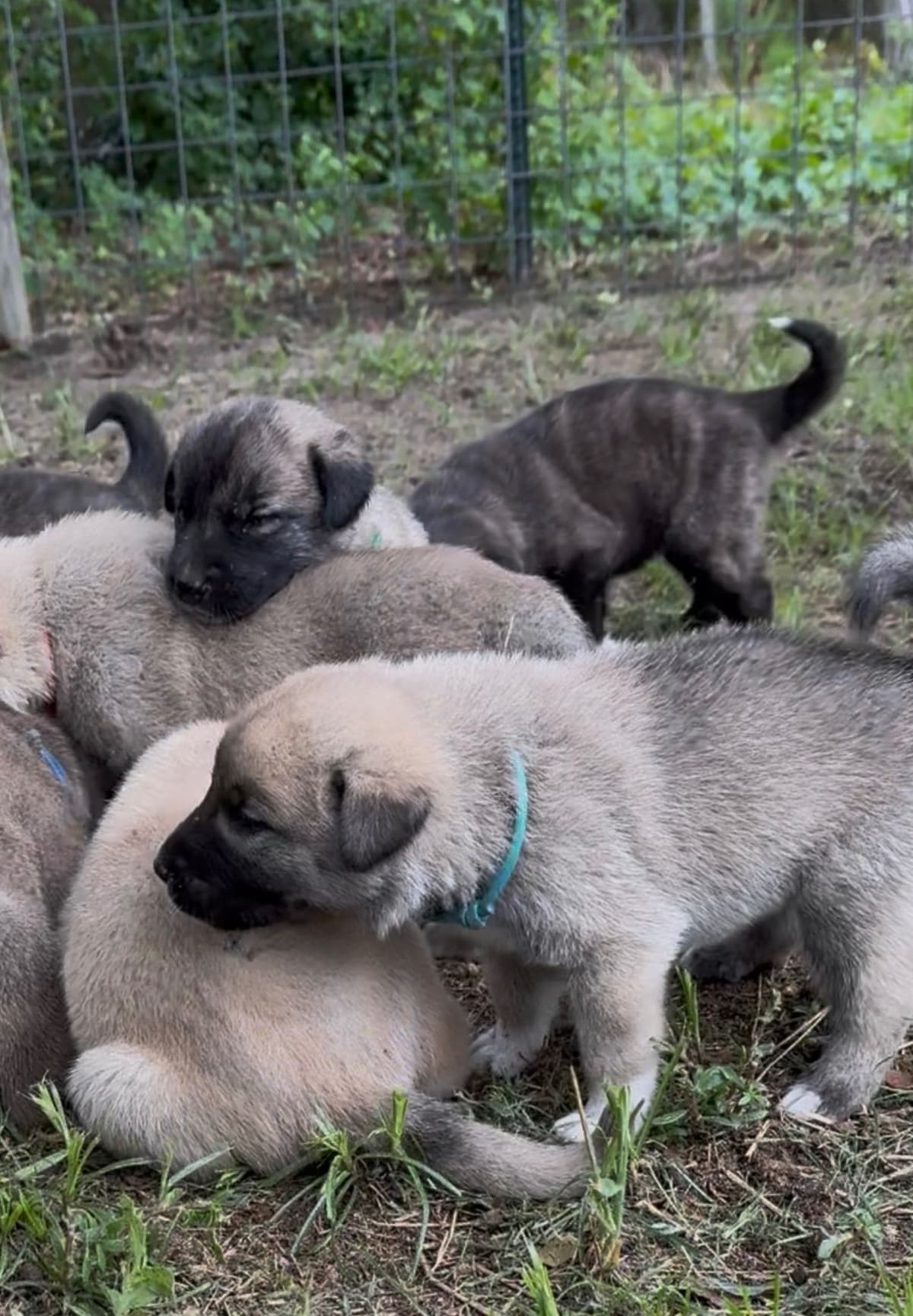 Anatolian Shepherd Dog Puppies breeder image 27