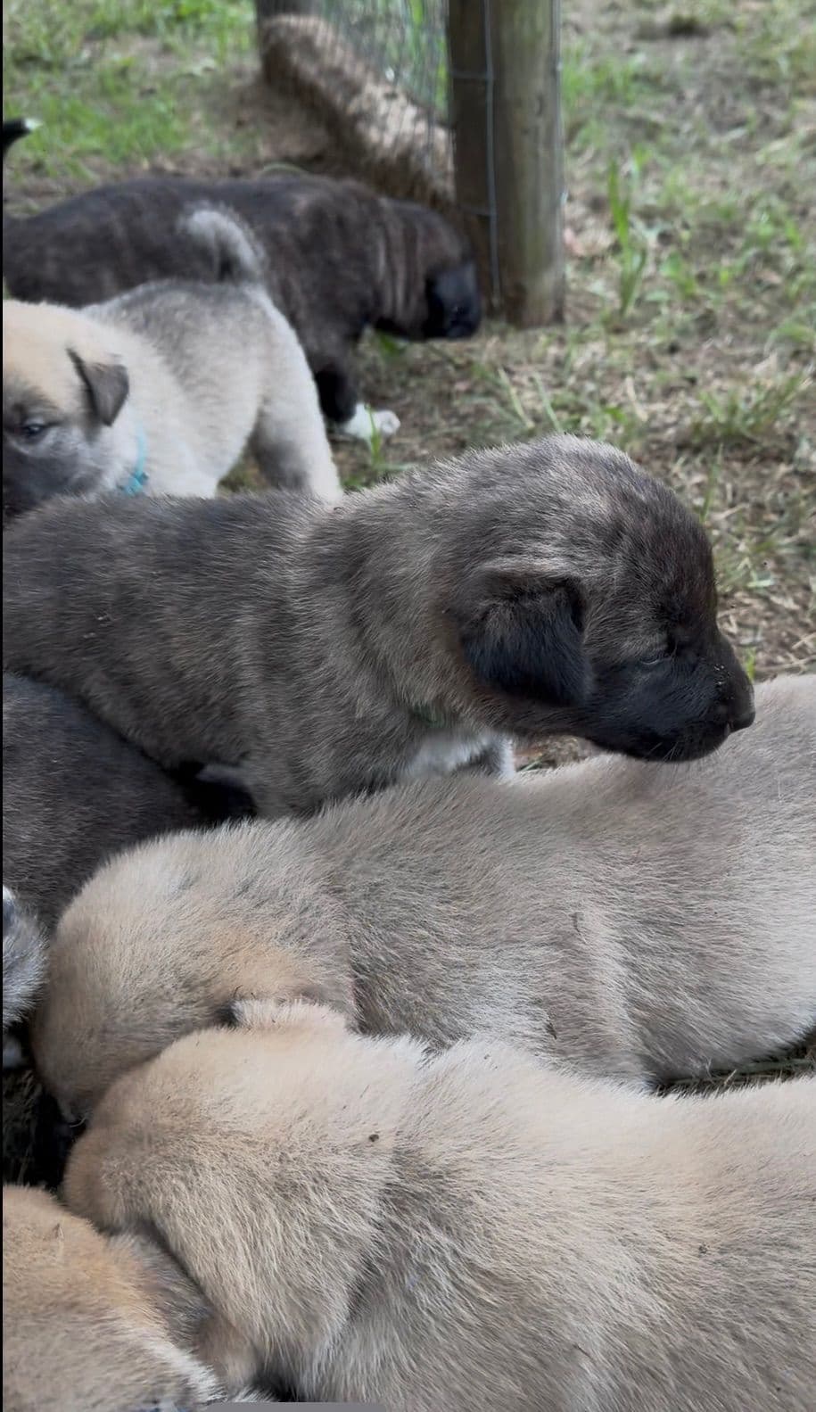 Anatolian Shepherd Dog Puppies breeder image 28