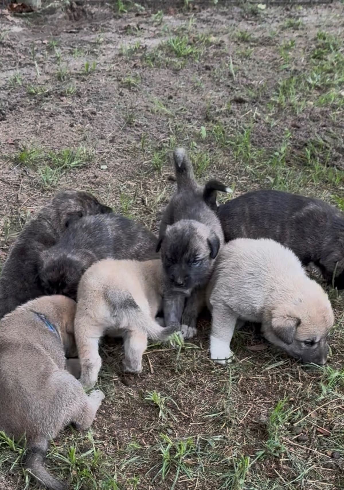 Anatolian Shepherd Dog Puppies breeder image 29