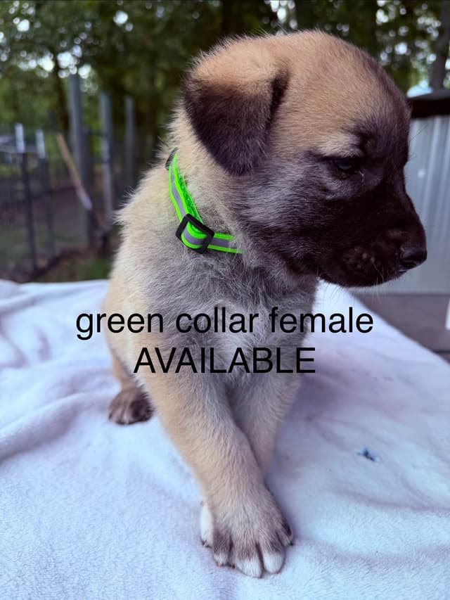 Anatolian Shepherd Dog Puppies media 5